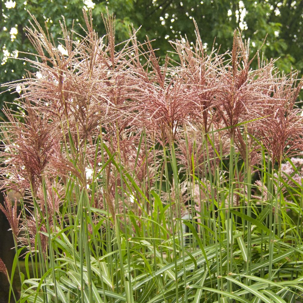 Miscanthus sinensis Malepartus