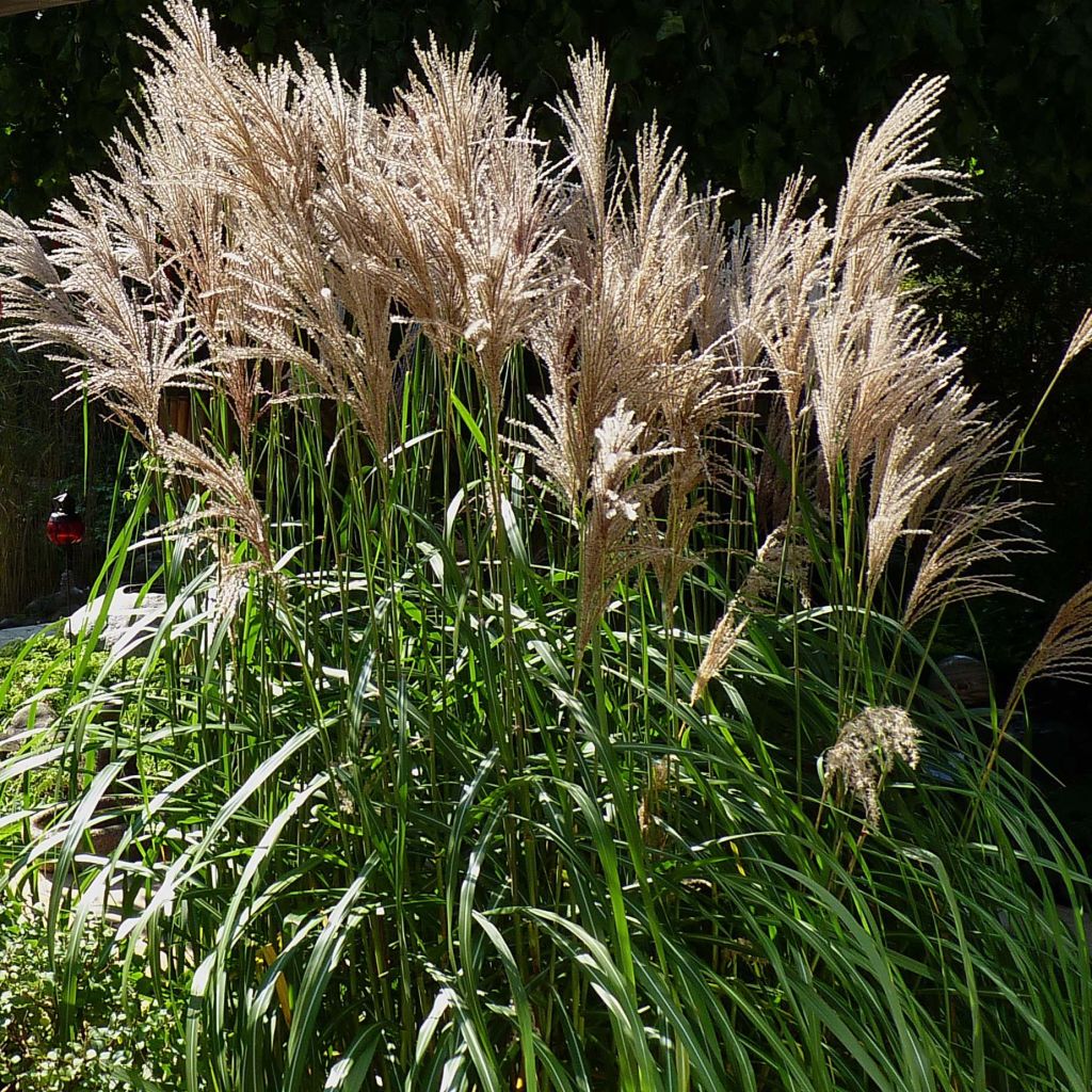 Miscanthus sinensis Malepartus