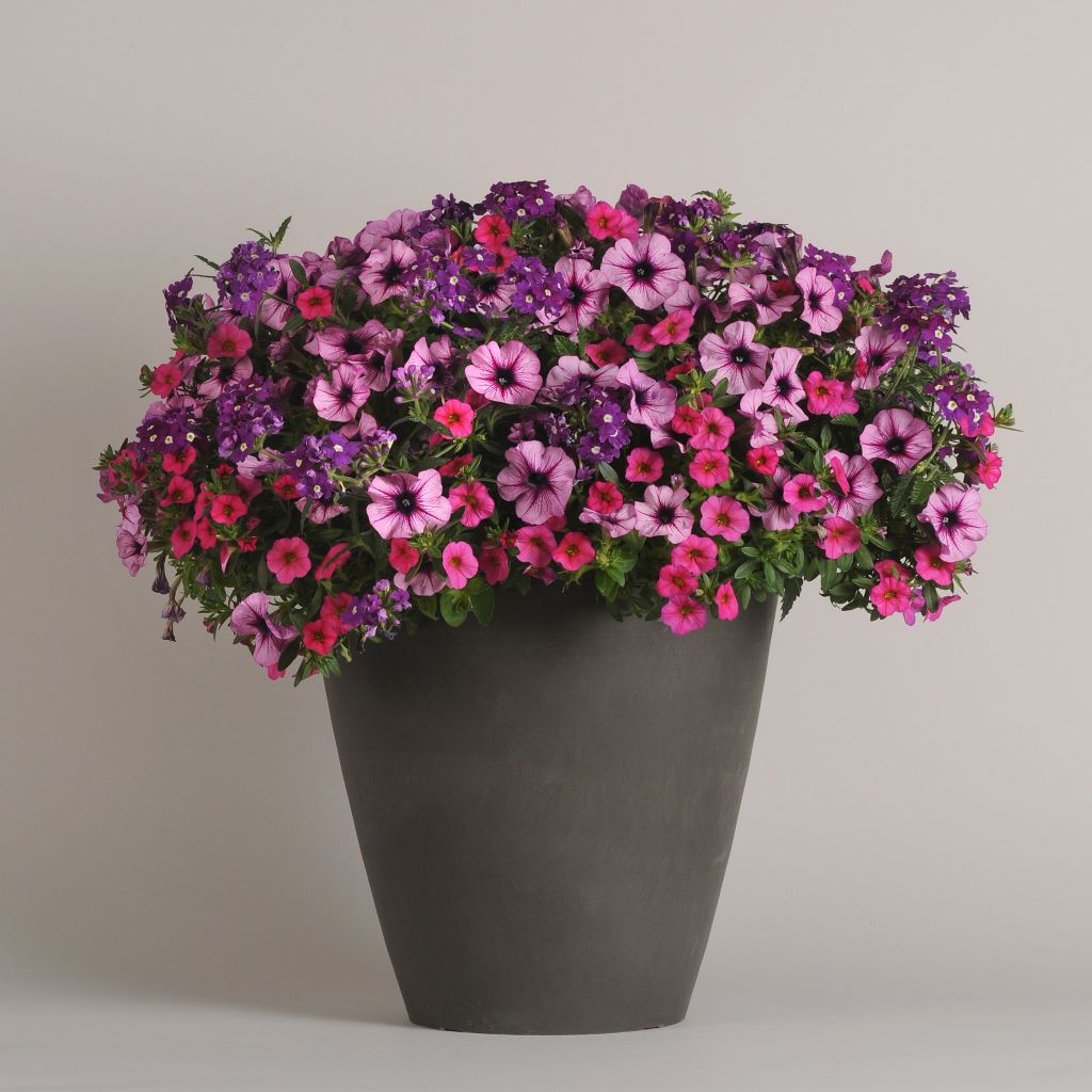 Mixmasters A Grape Fit - Trio Pétunia, Calibrachoa et Verveine