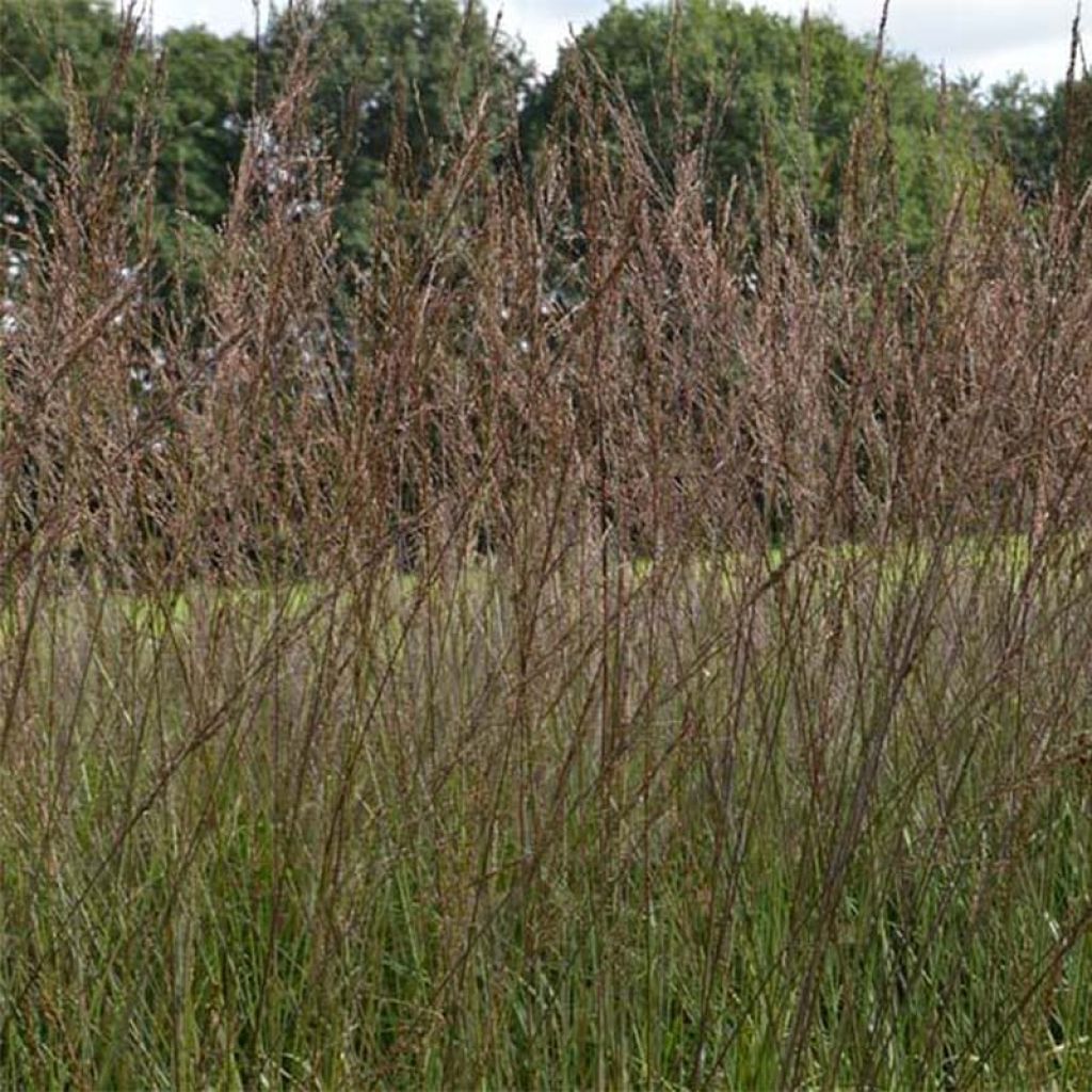 Molinia Karl Foerster - Boja