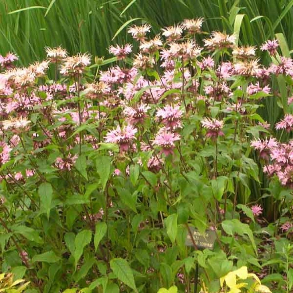 Monarde Beauty of Cobham