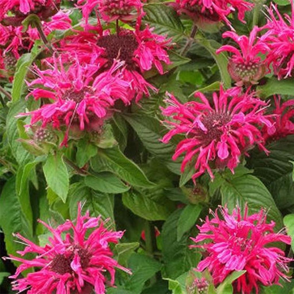 Monarda Pink Lace - Bergamota silvestre