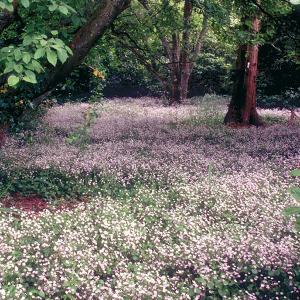 Montia ou Claytonia sibirica