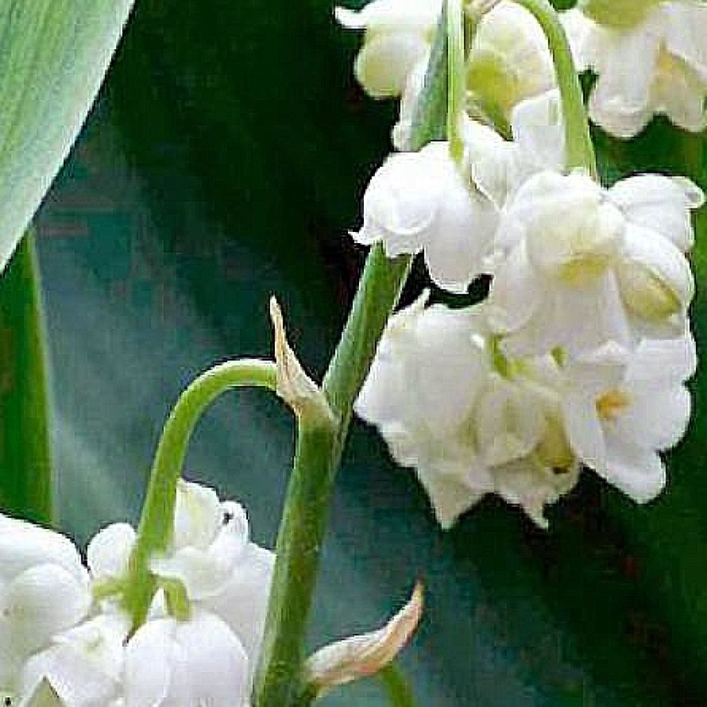 Muguet double - Convallaria majalis Prolificans