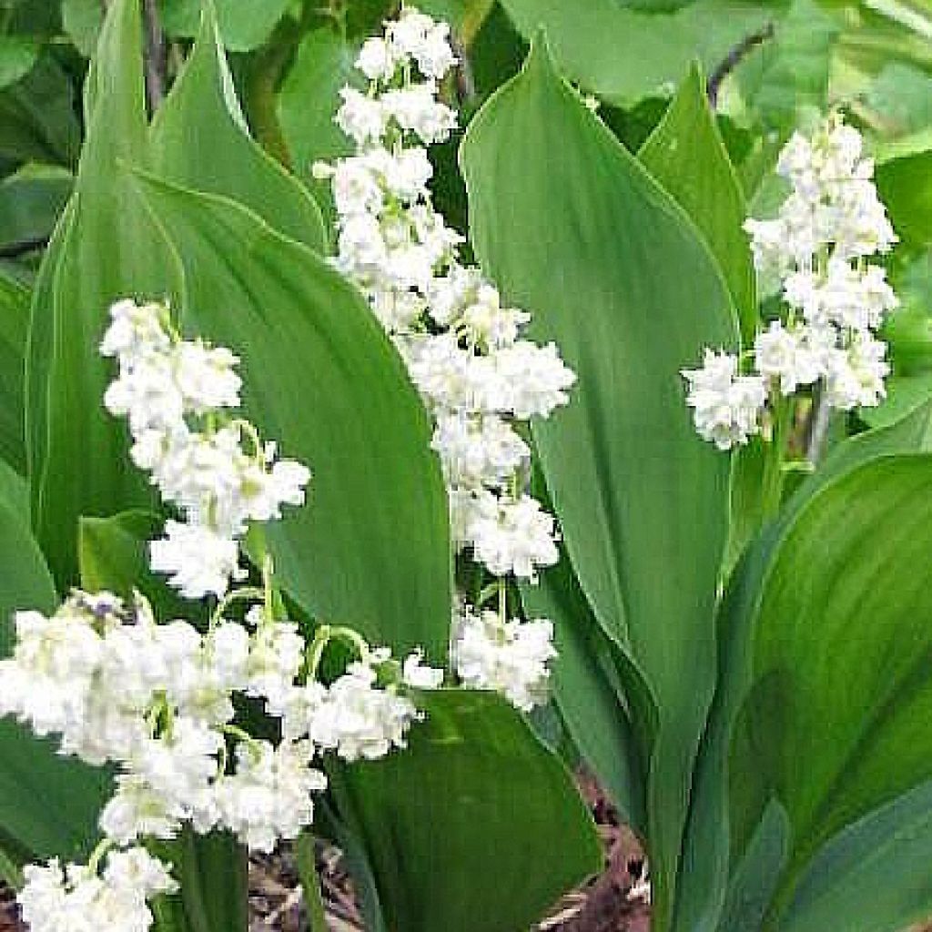 Muguet double - Convallaria majalis Prolificans