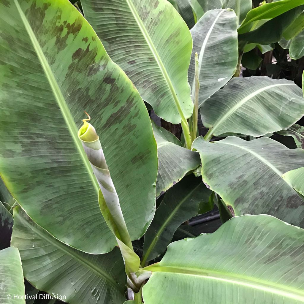 Musa acuminata Dwarf Cavendish - Platanera canaria