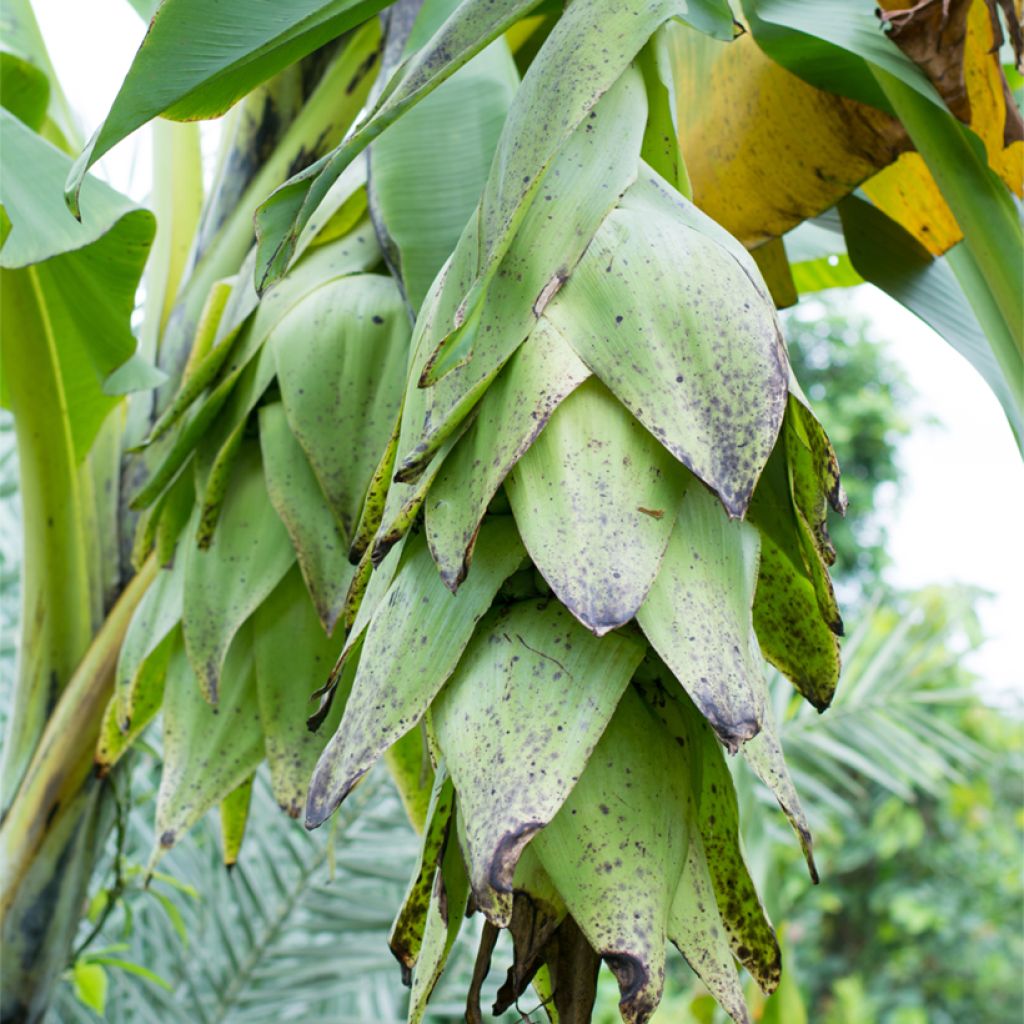 Ensete glaucum - Plátano