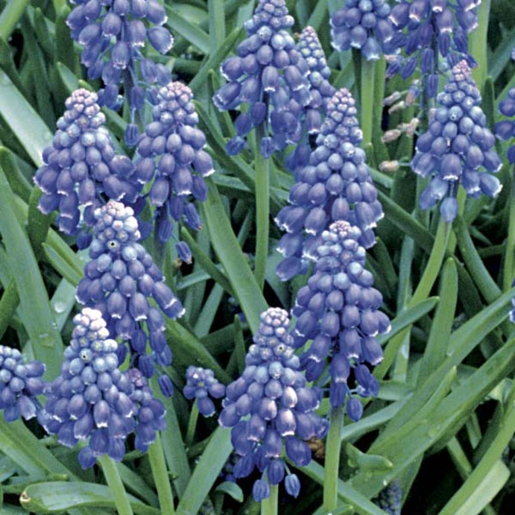 Muscari armeniacum - Muscari