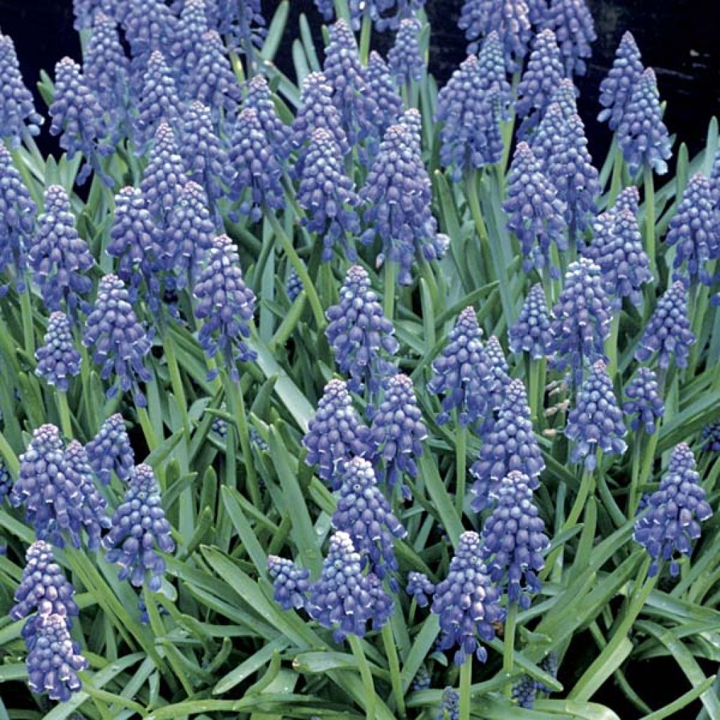 Muscari armeniacum - Muscari