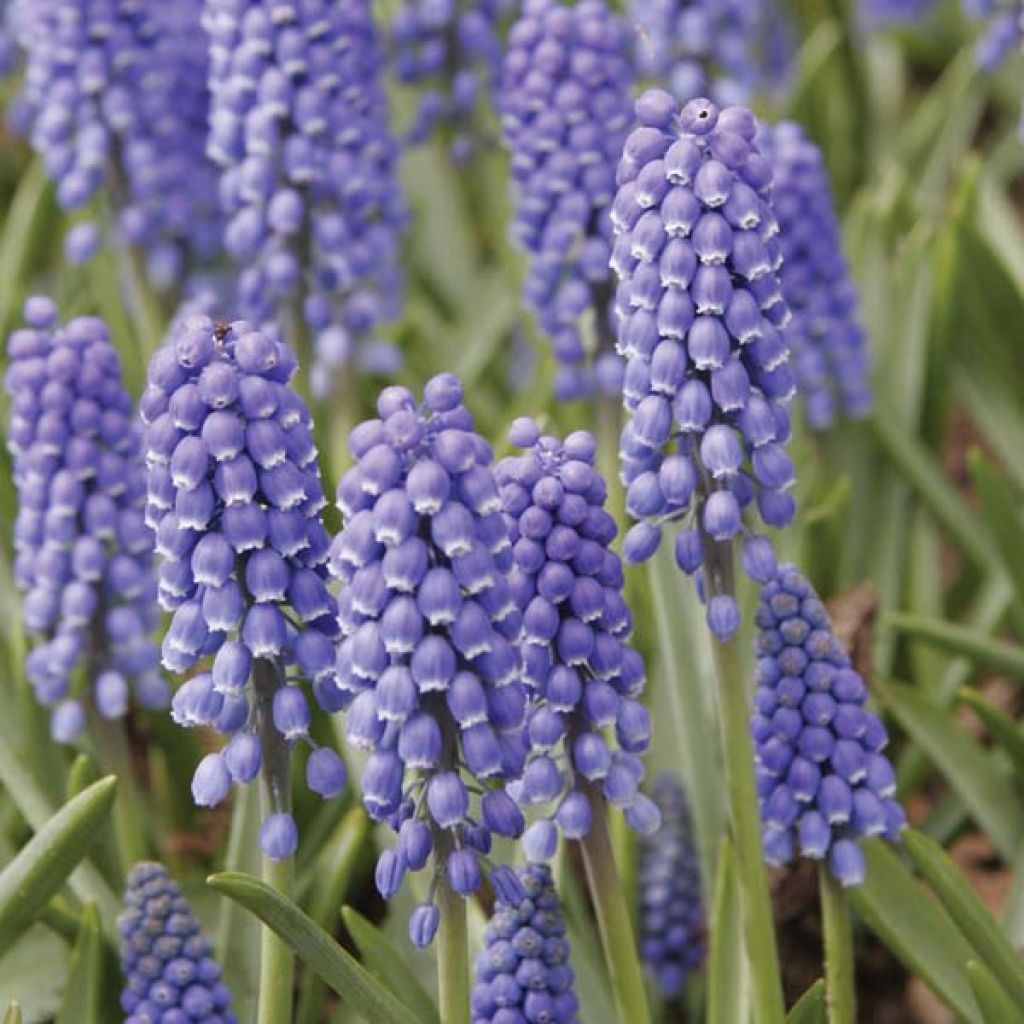 Muscari Armeniacum Big Smile