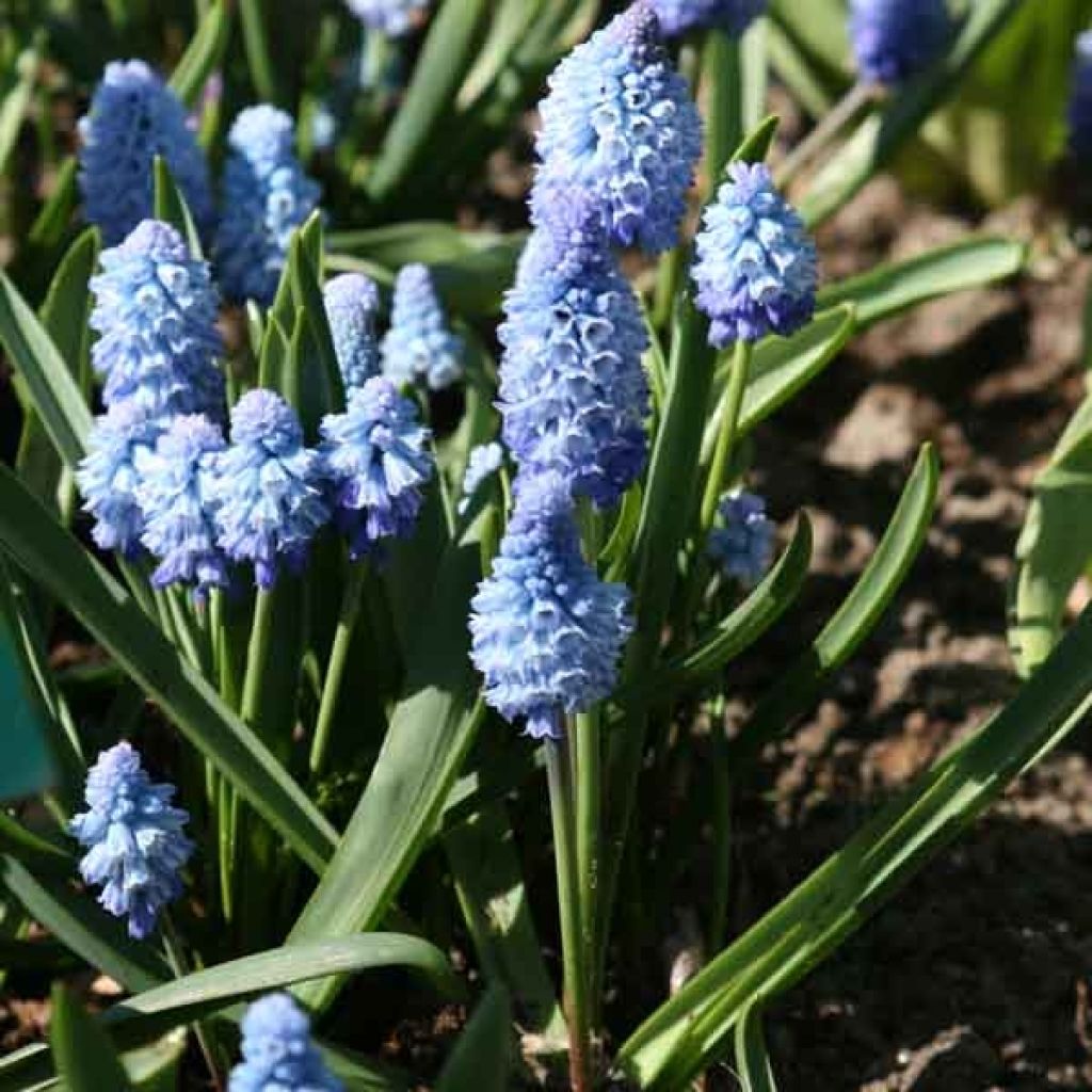 Muscari azureum