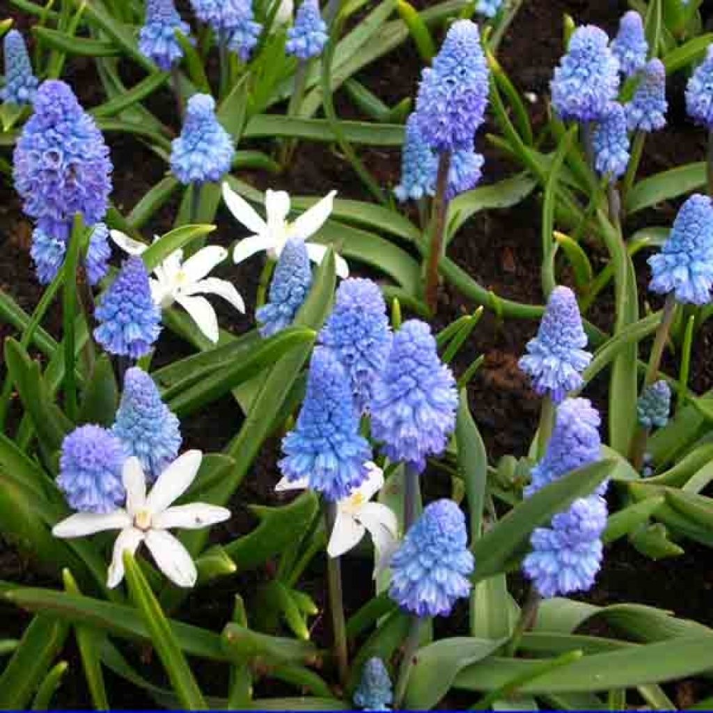 Muscari azureum