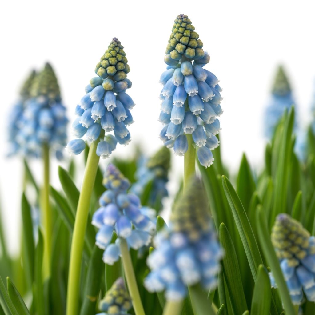 Muscari aucheri Cool Blues