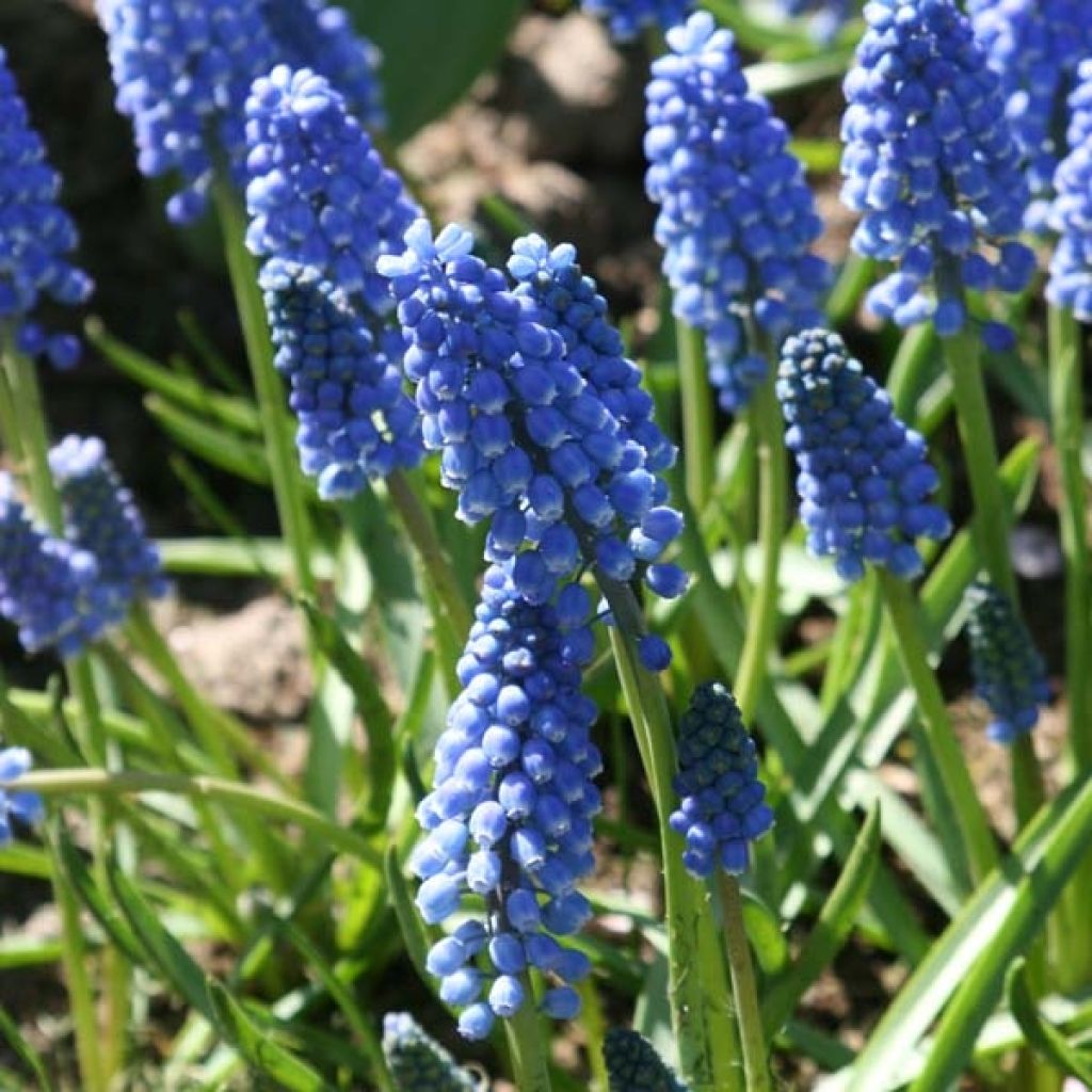 Muscari Aucherii Early Magic 7+