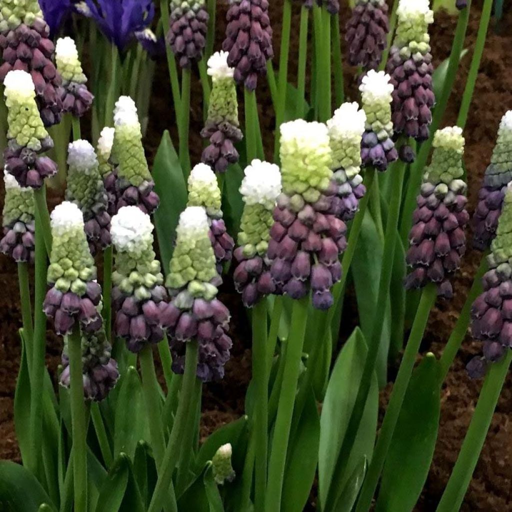 Muscari latifolium Grape Ice - Jacinto ramoso