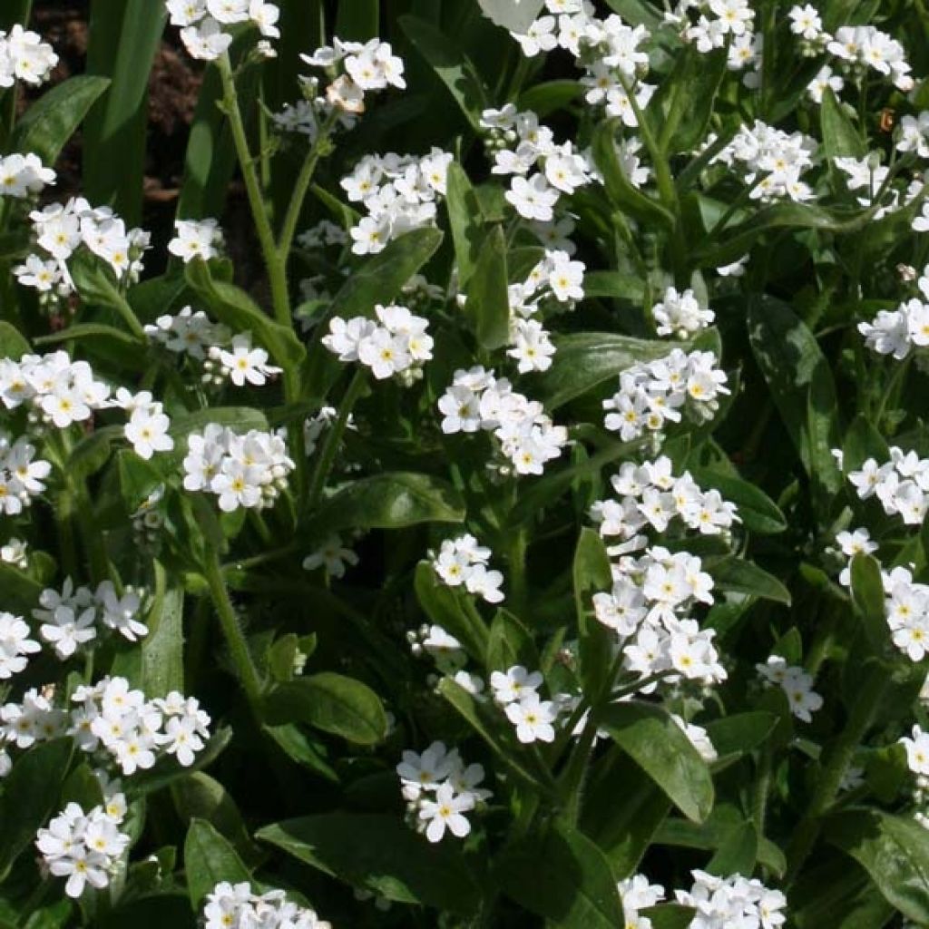 Myosotis Whitesylva