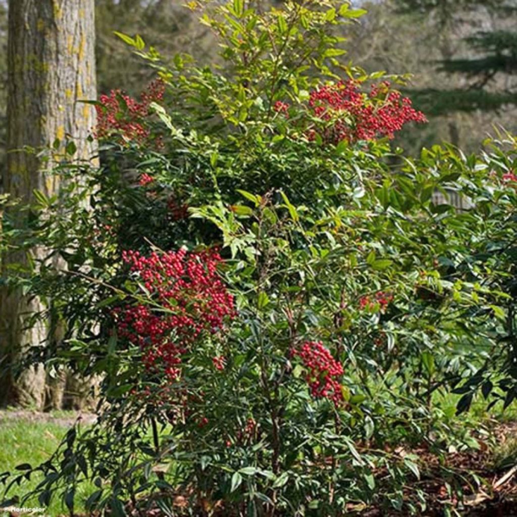 Nandina domestica - Bambú sagrado