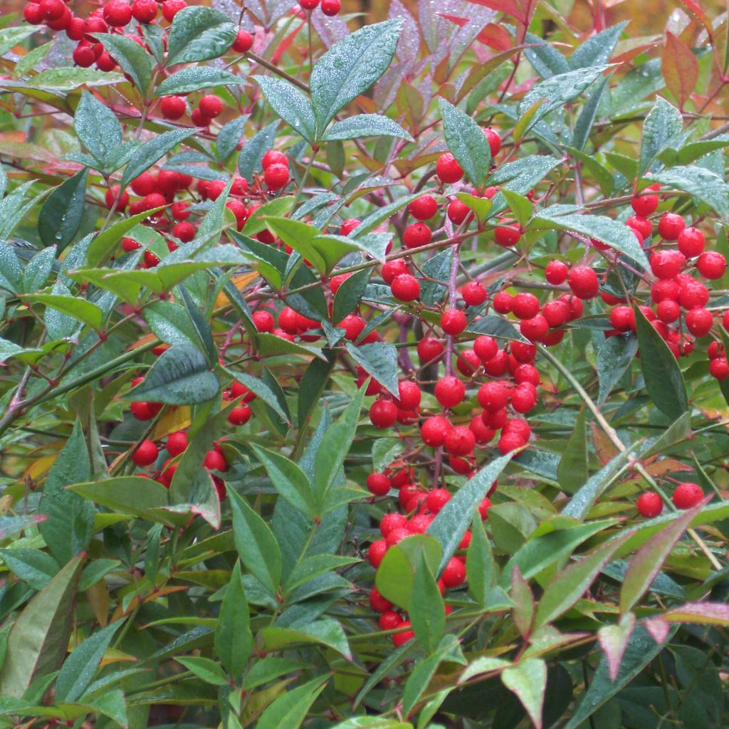 Nandina domestica - Bambú sagrado