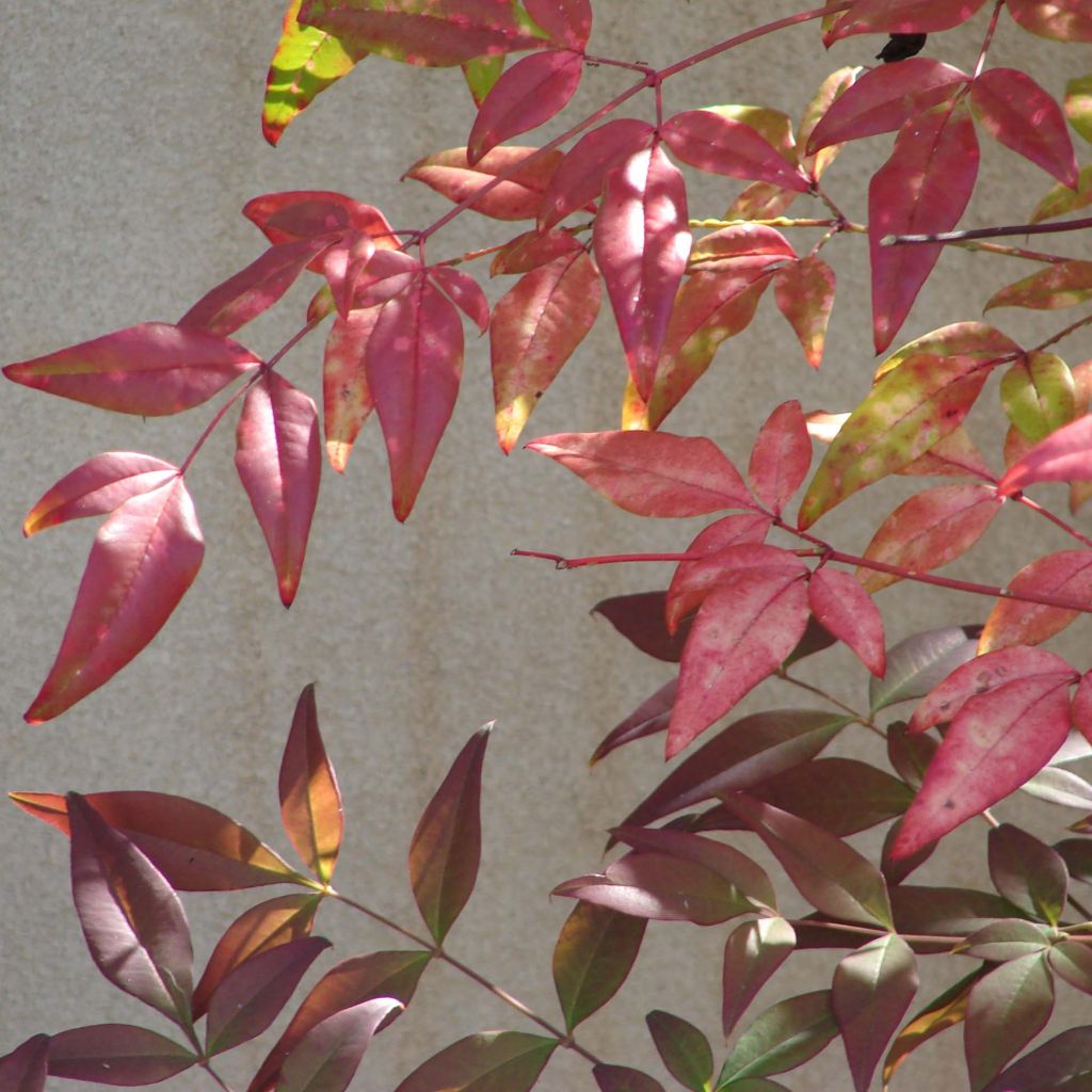 Nandina domestica - Bambú sagrado