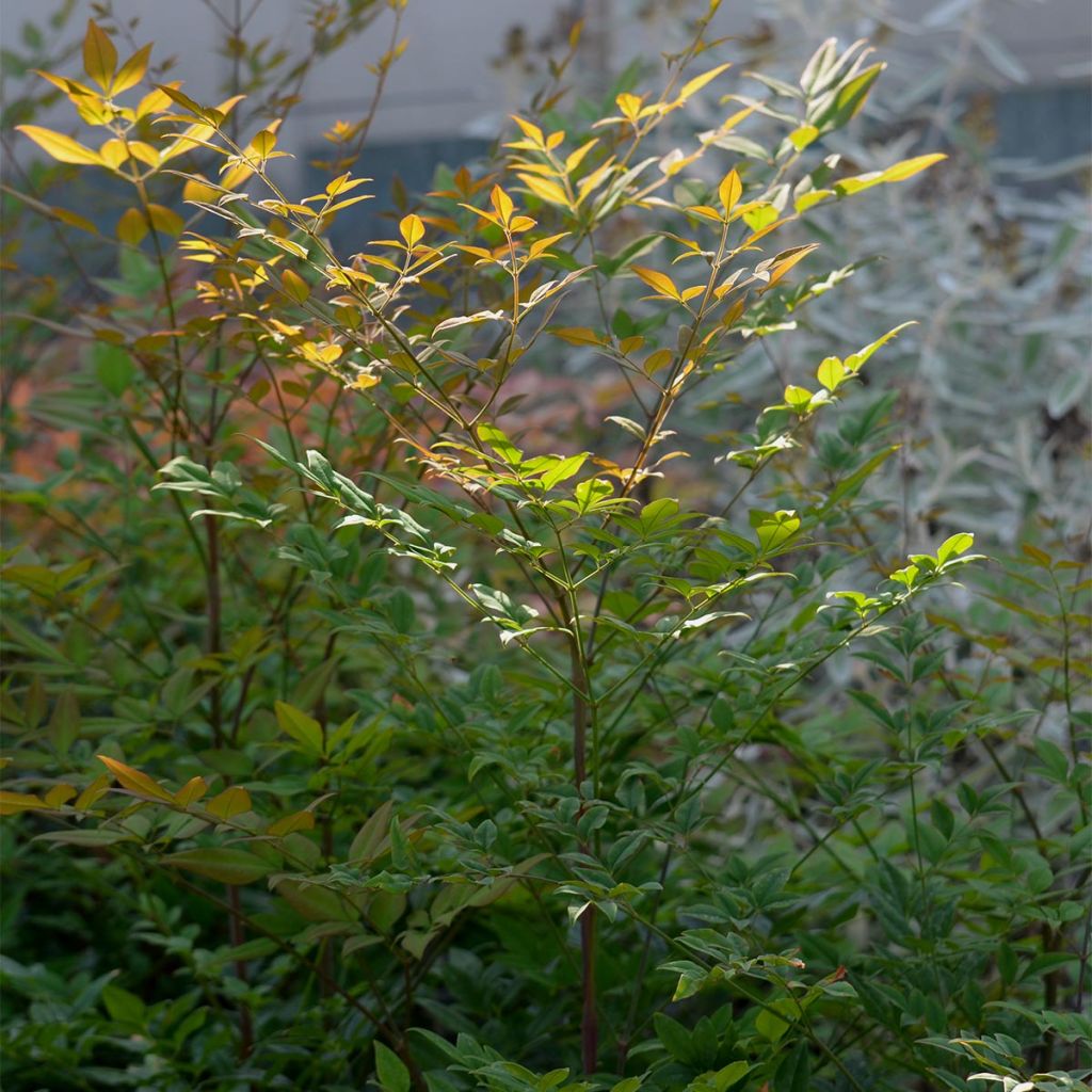 Nandina domestica - Bambú sagrado