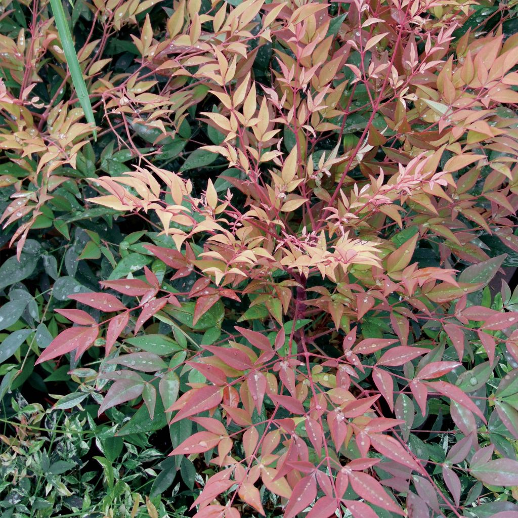 Nandina domestica Gulf Stream 