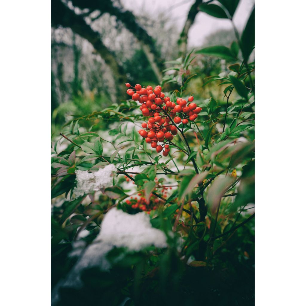 Nandina domestica Richmond