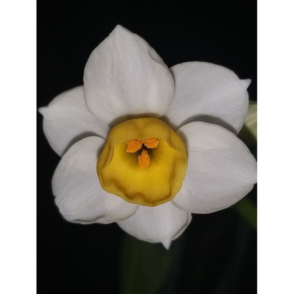 Narciso tazetta Avalanche