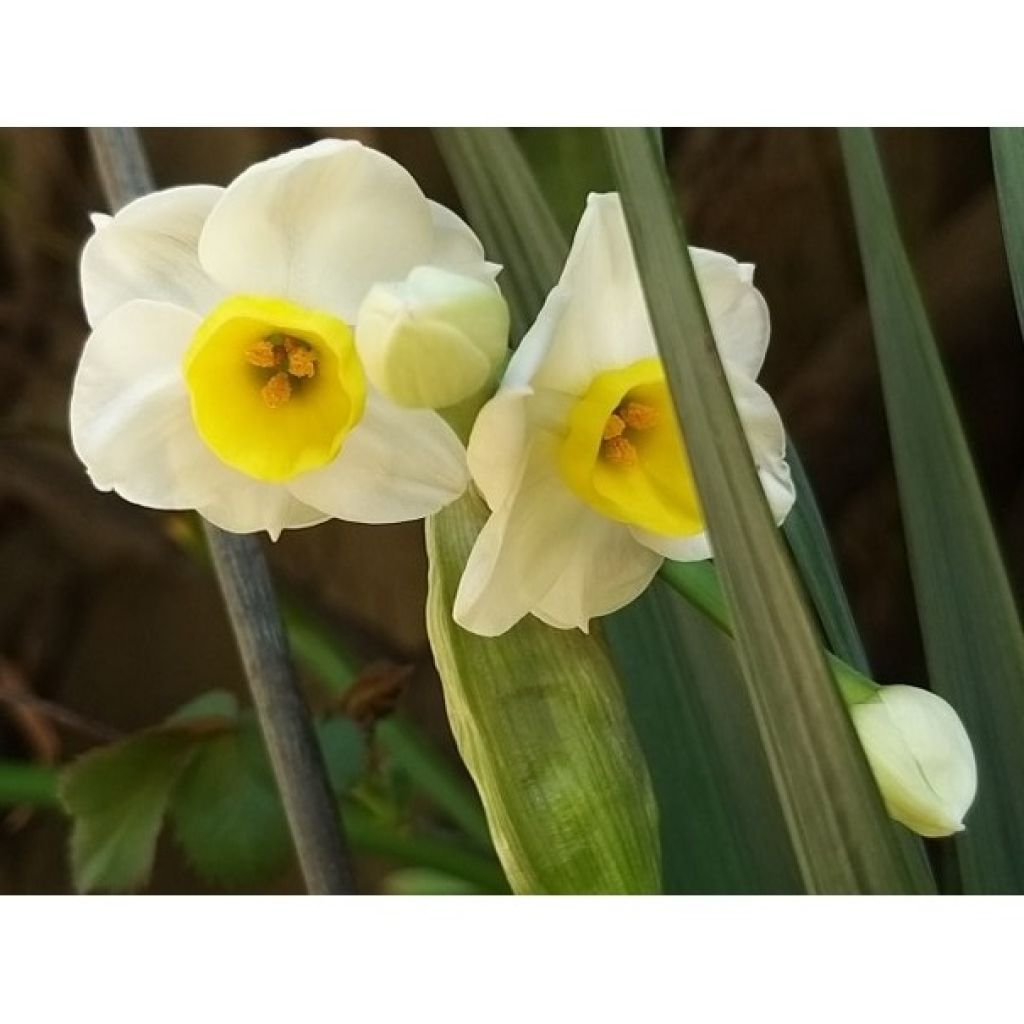 Narciso tazetta Avalanche