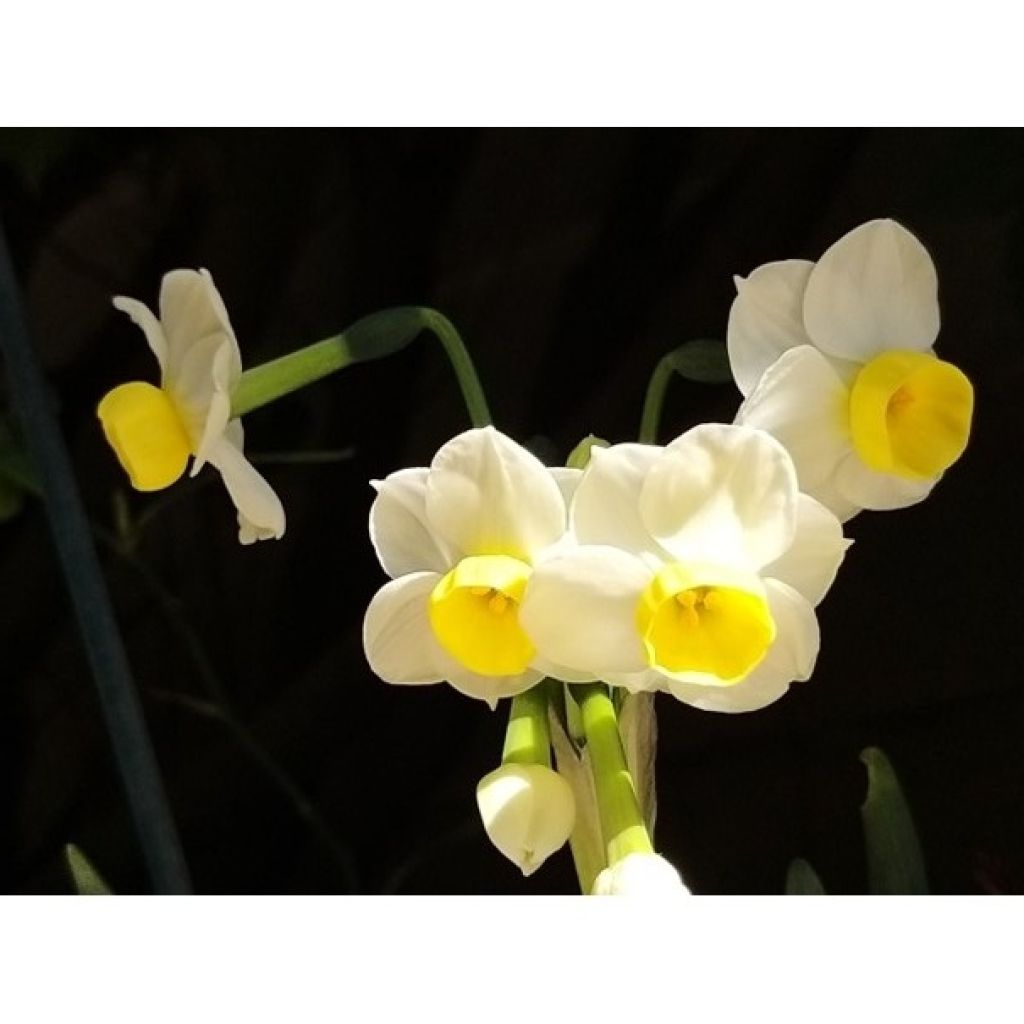 Narciso tazetta Avalanche