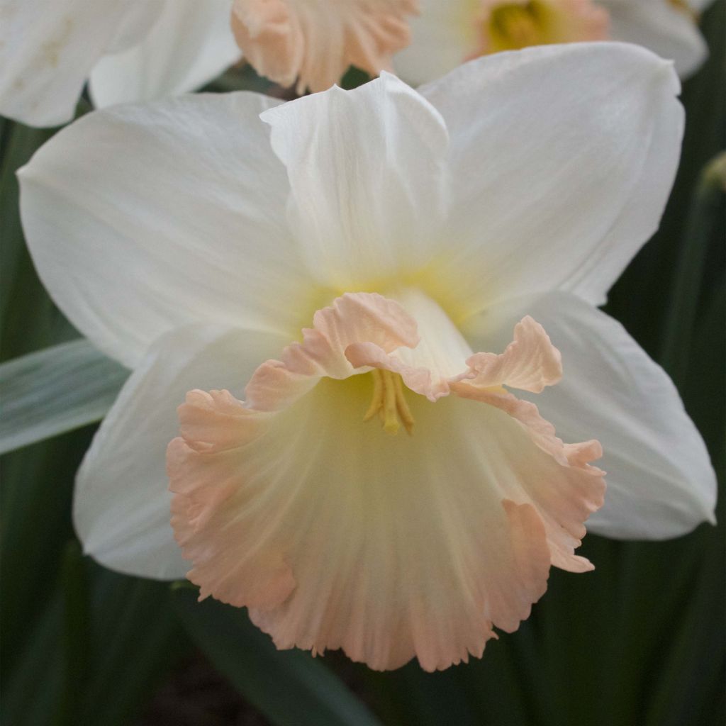 Narciso British Gamble