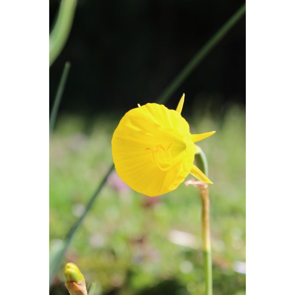 Narciso bulbocodium Golden Bells - Narciso de olor