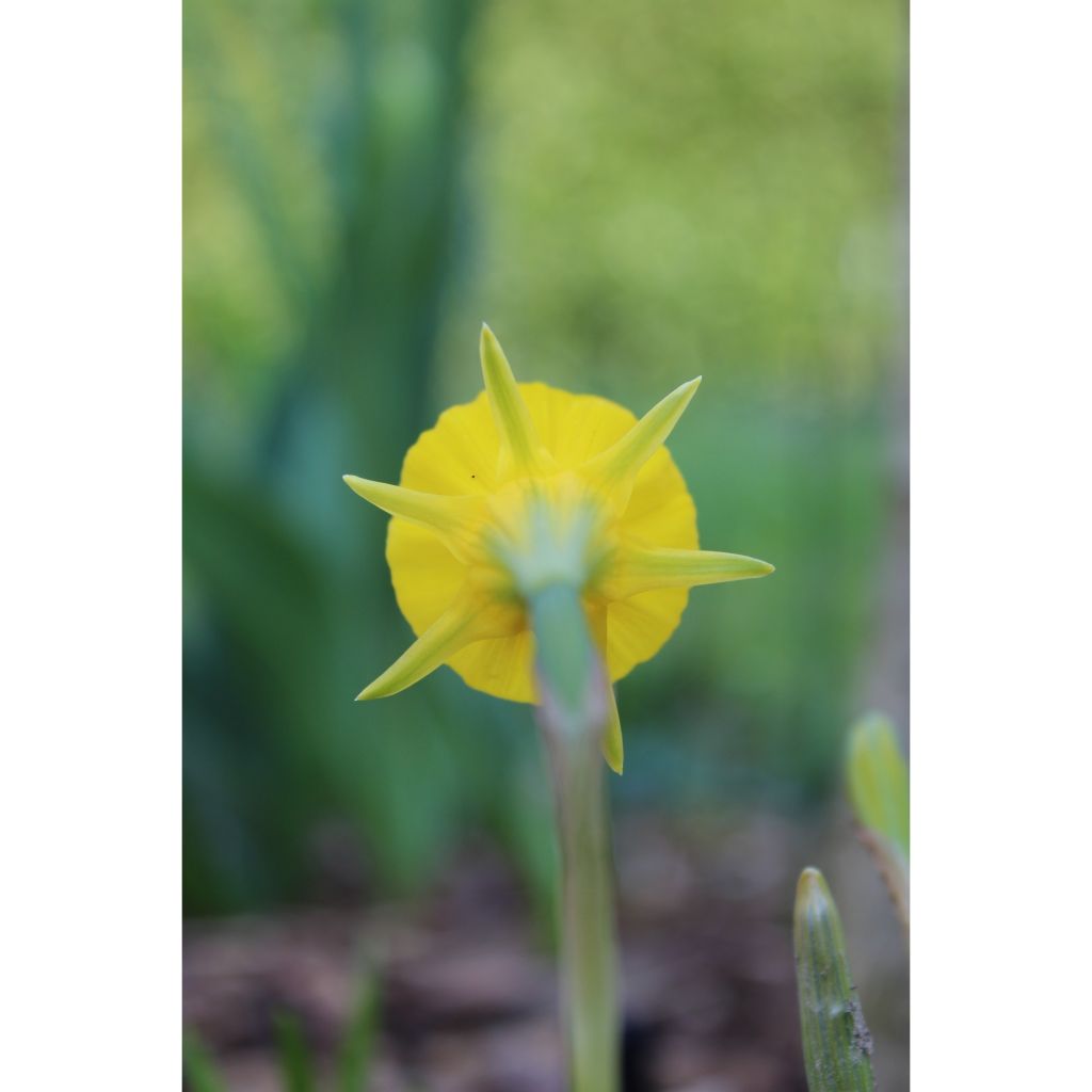 Narciso bulbocodium Golden Bells - Narciso de olor