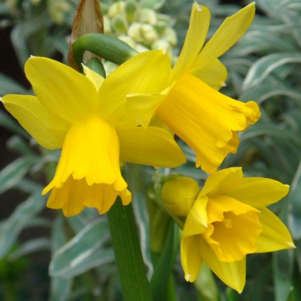 Narciso cyclamineus February Gold