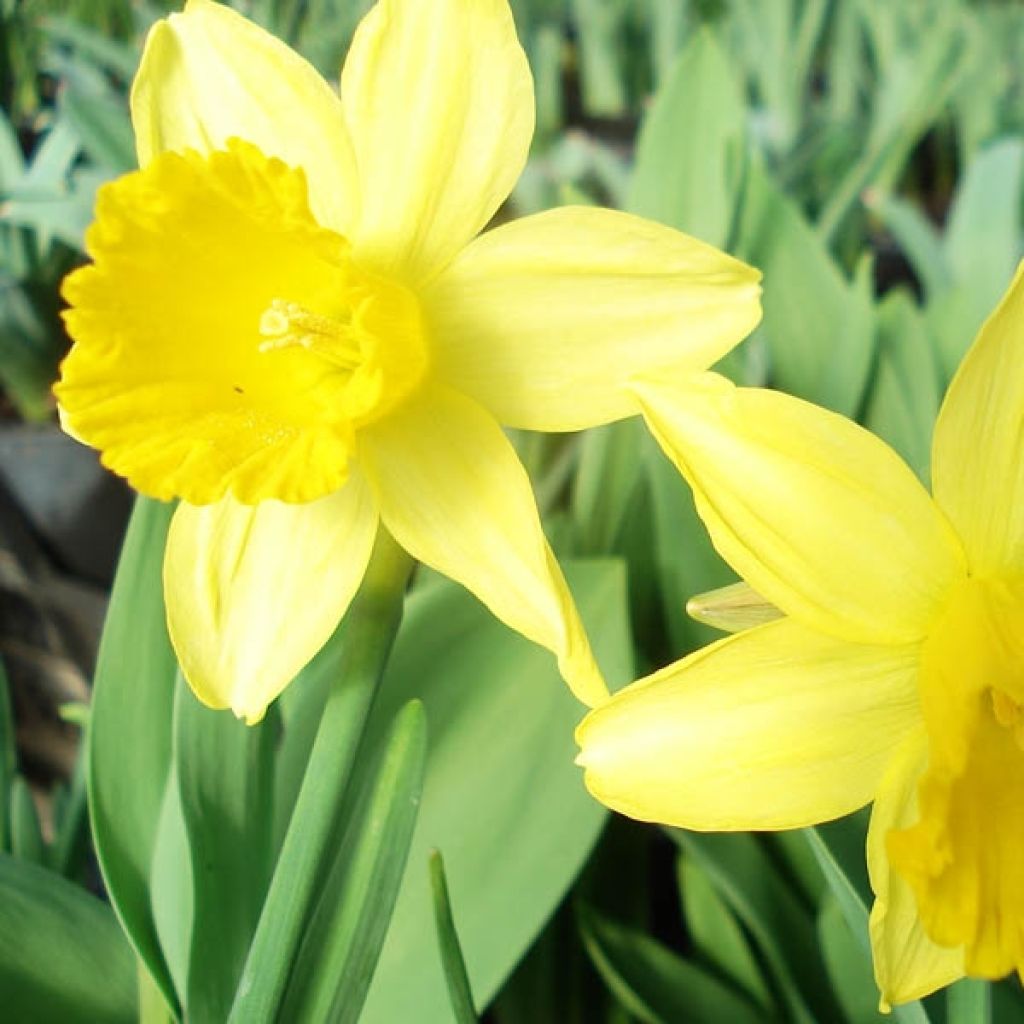 Narciso cyclamineus February Gold