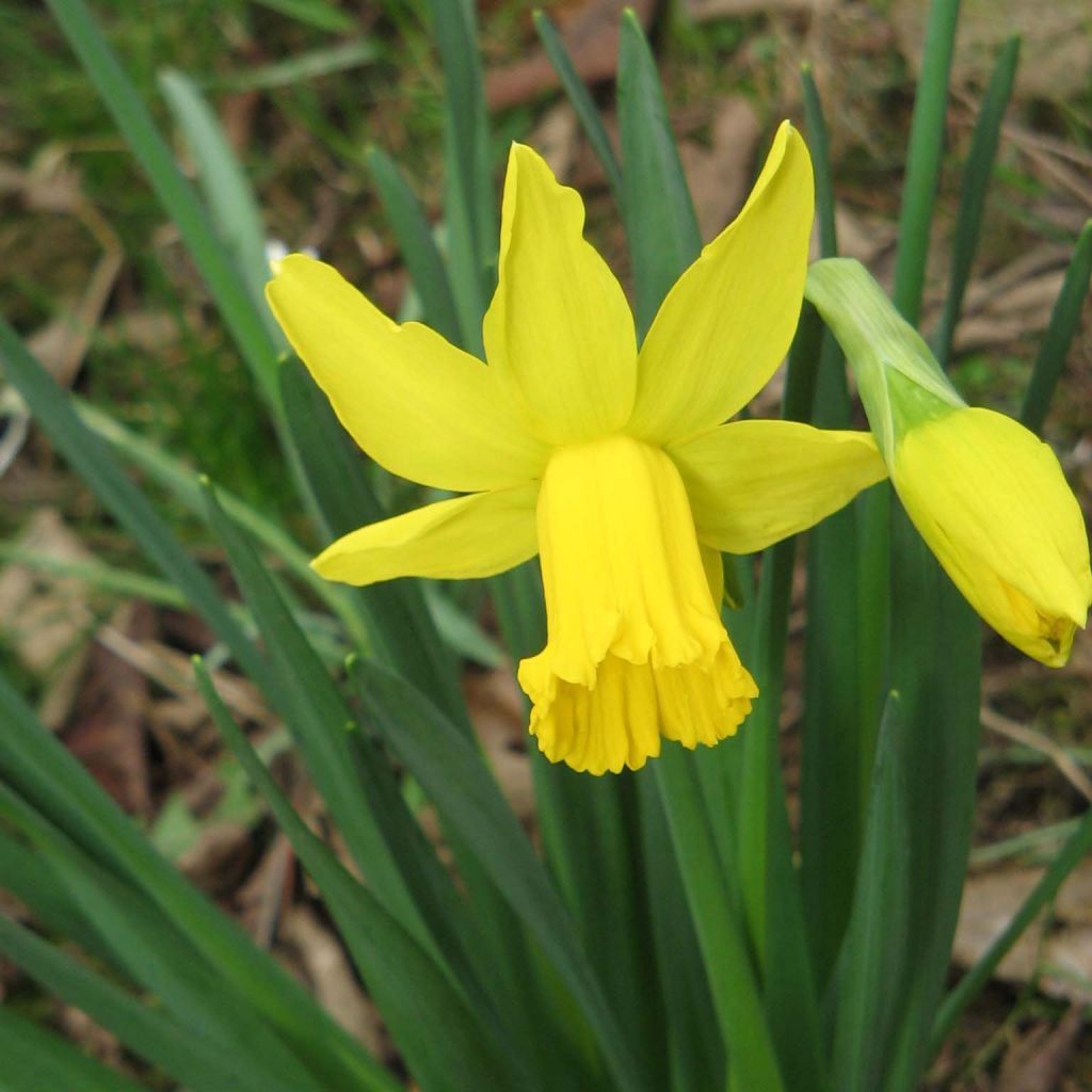 Narciso cyclamineus February Gold