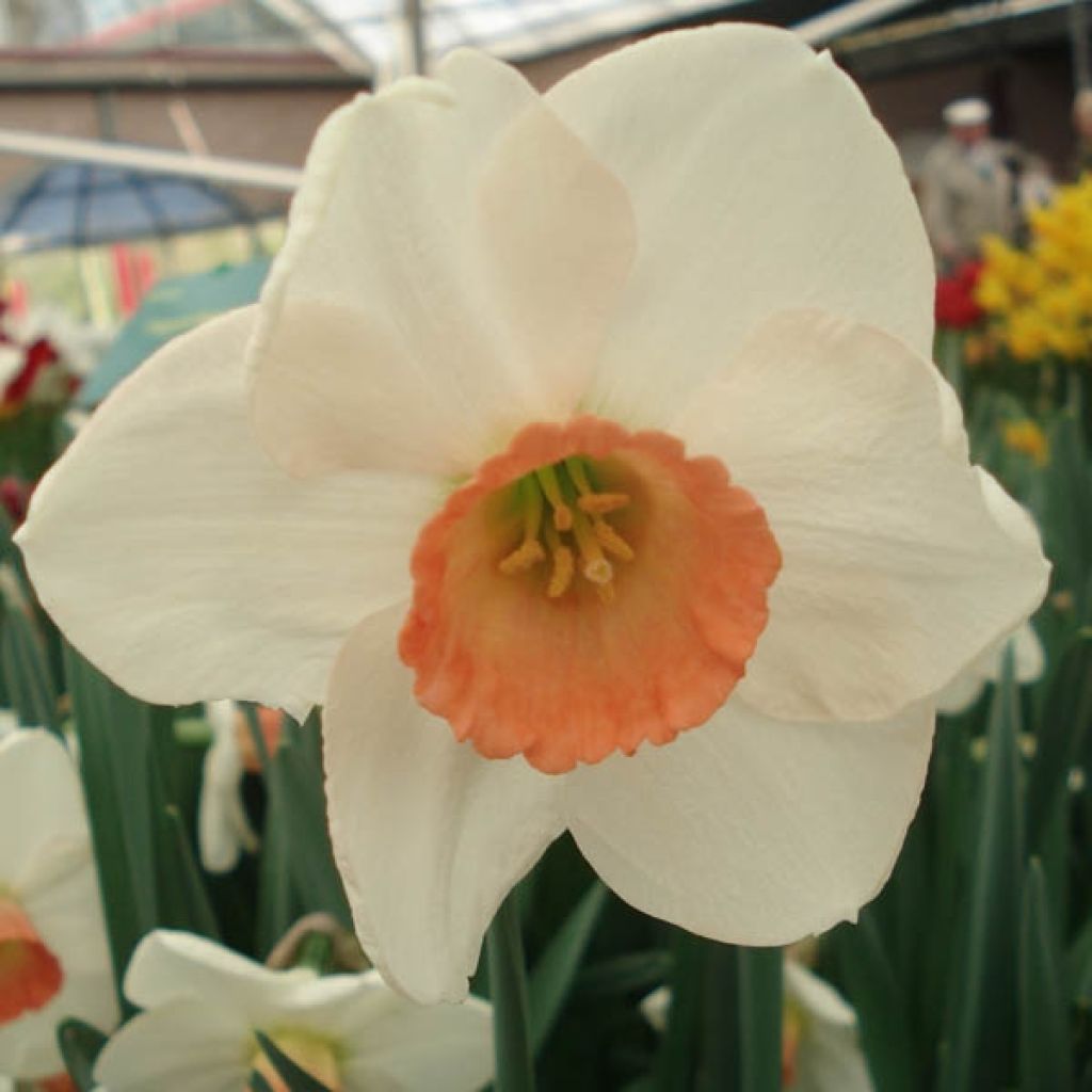 Narciso Fragrant Rose