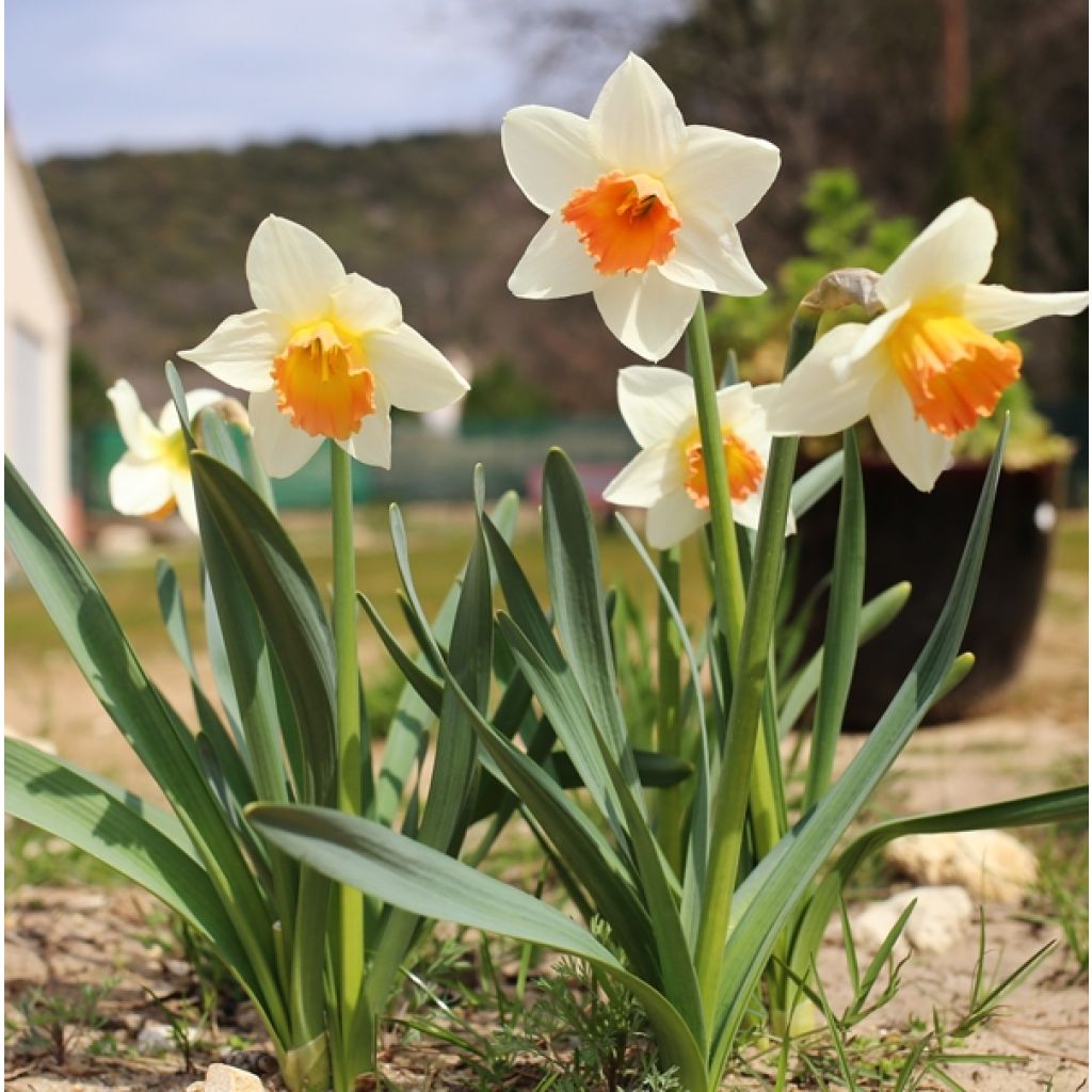 Narciso Fragrant Rose