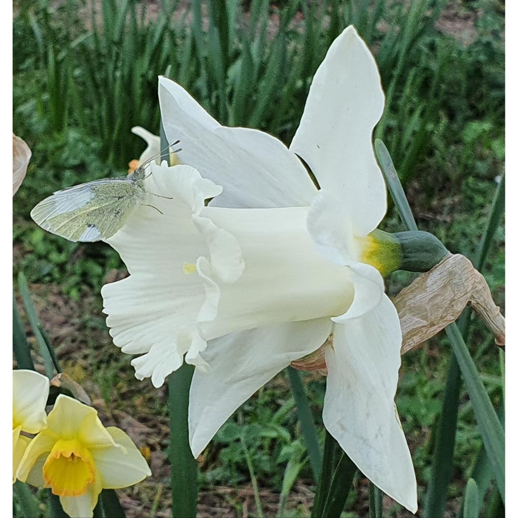 Narciso Mount Hood