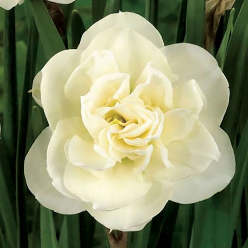 Narciso Rose of May