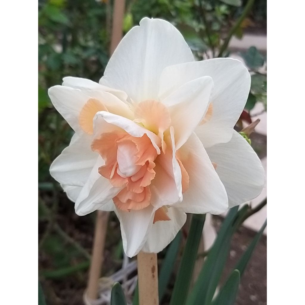 Narciso Rosy Cloud