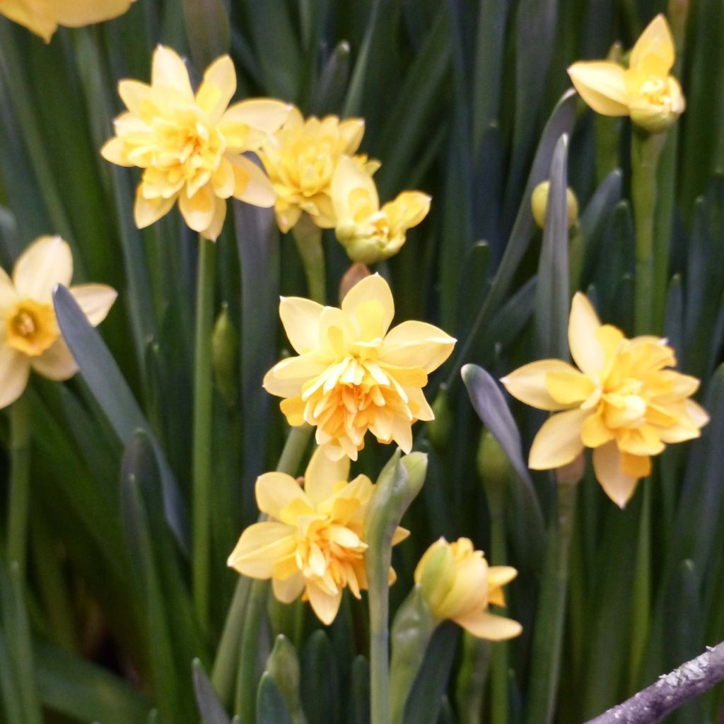 Narciso cyclamineus Tête Bouclée