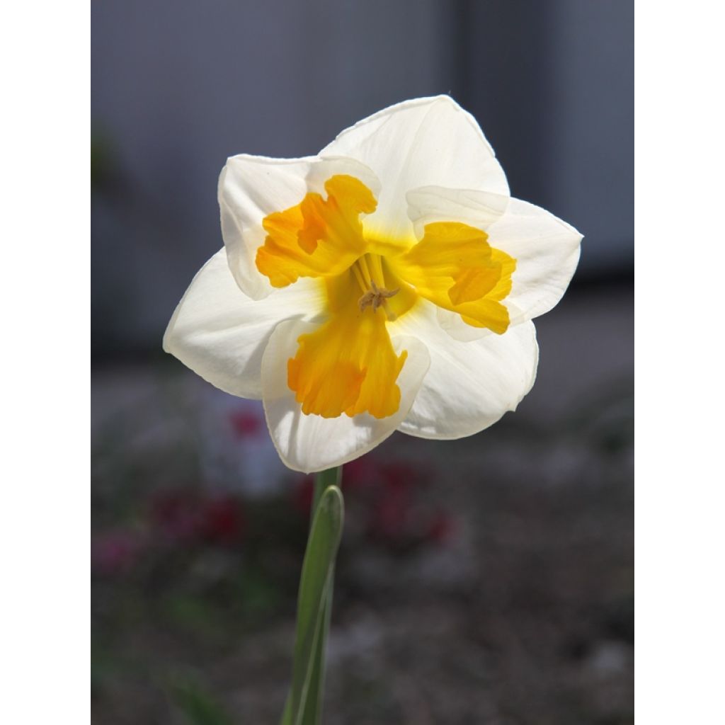 Narciso Tricollet