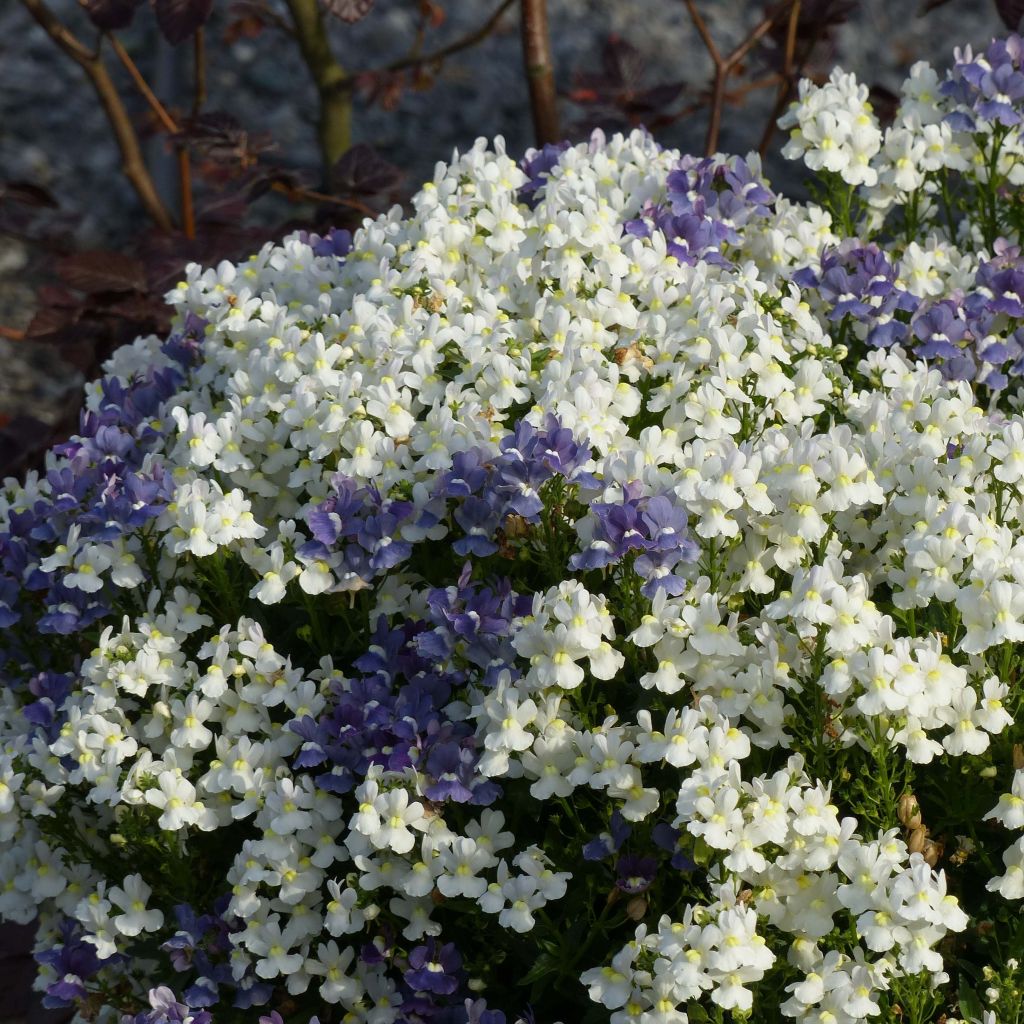 Nemesia Honey White