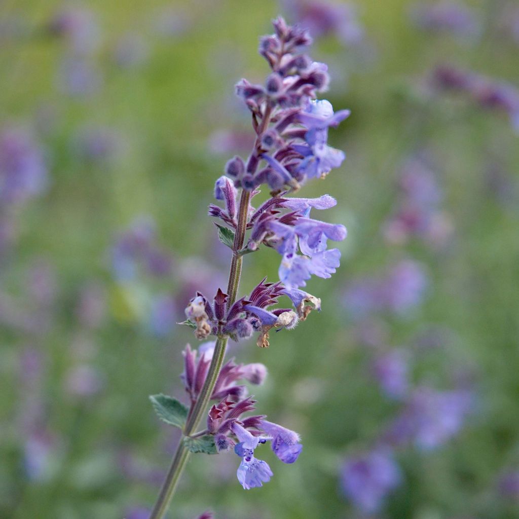 Nepeta faassenii Six Hill s Giant