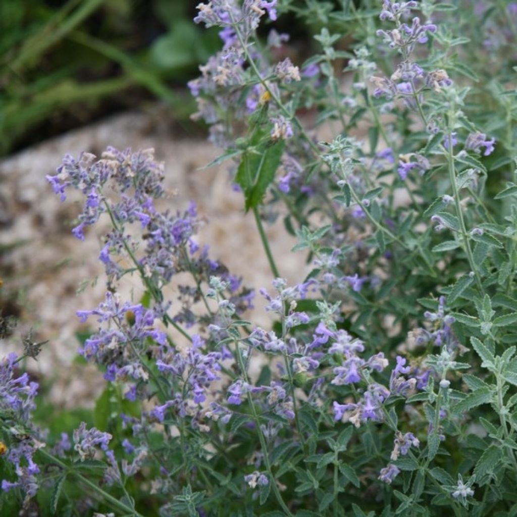 Nepeta mussini