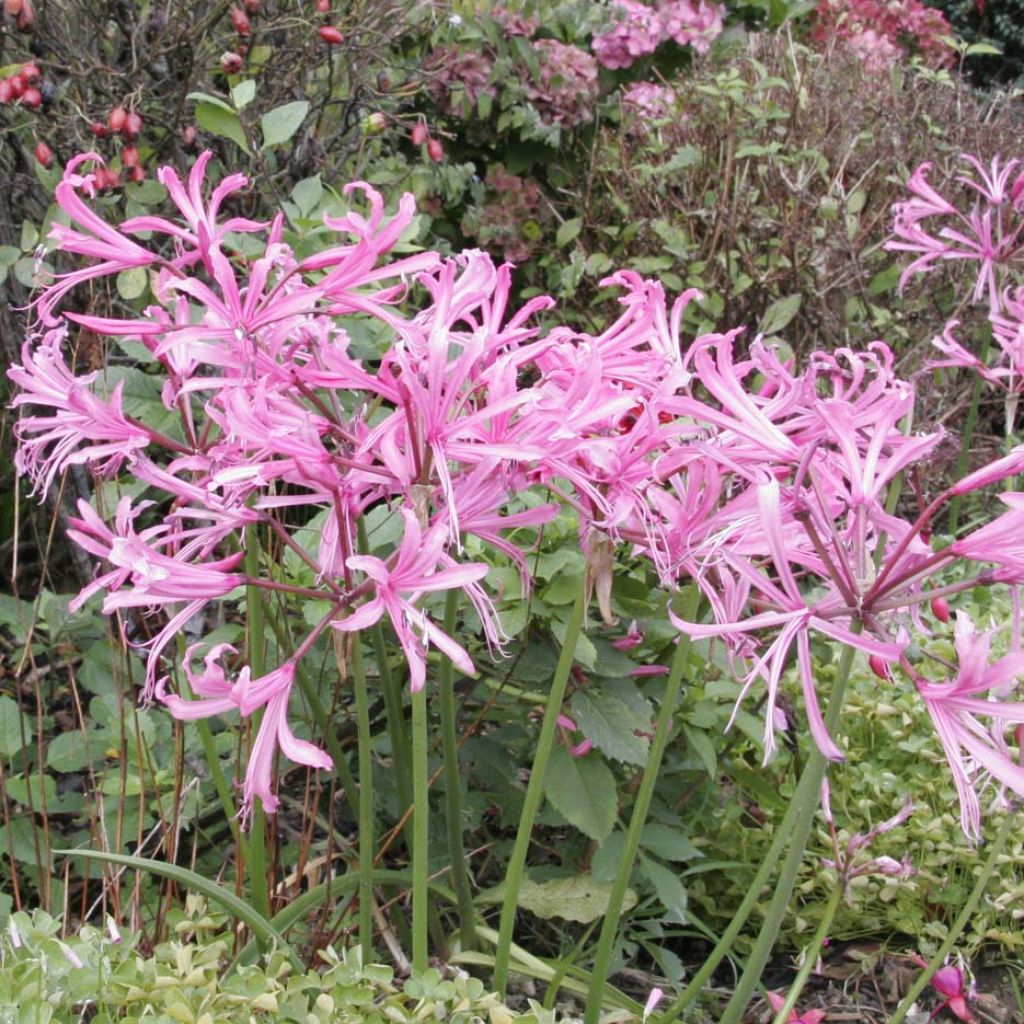 Nerine bowdenii pink triomph bulbe