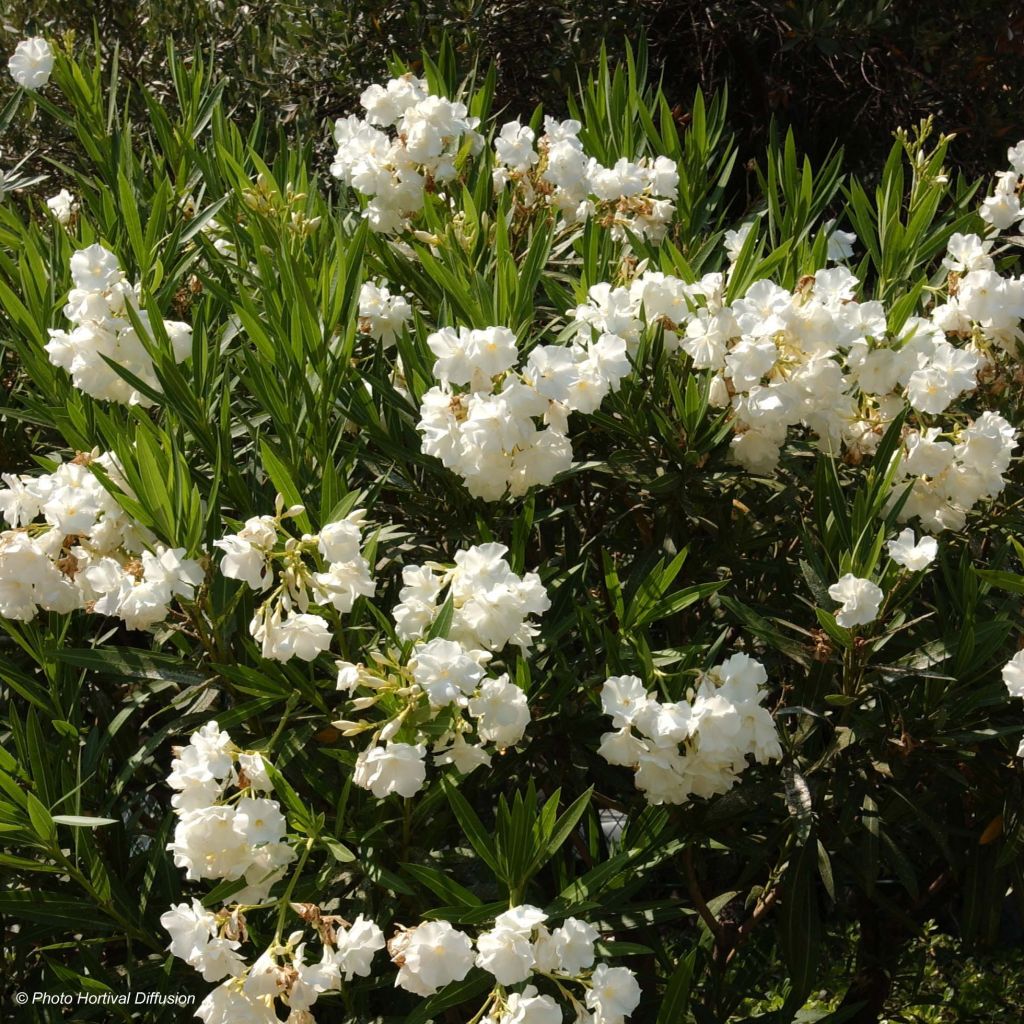 Adlefa blanca- Nerium oleander White