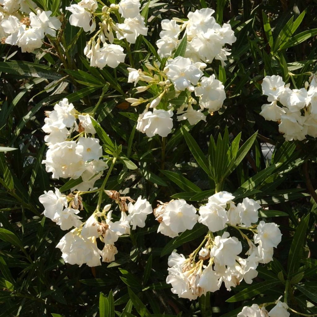 Adlefa blanca- Nerium oleander White