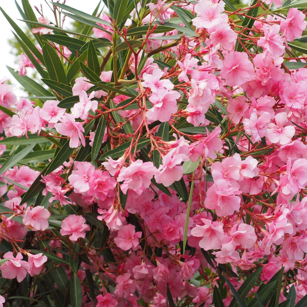 Adlefa rosa plena - Nerium oleander Roseum Plenum