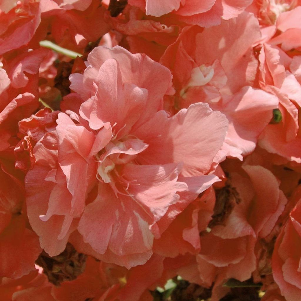 Adlefa rosa plena - Nerium oleander Pink Salmon Double